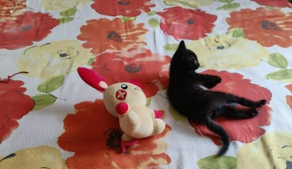 家中多只猫感染猫瘟死亡，疑与宠物医院消杀有关