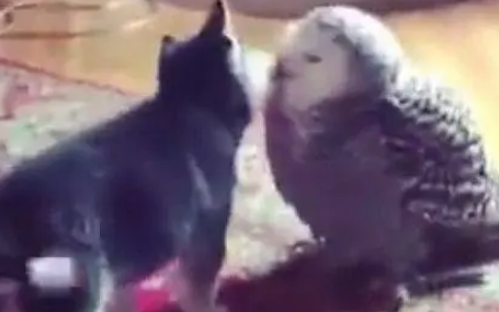 哈士奇面对新来的小伙伴，一点也不怕，上去就是一亲