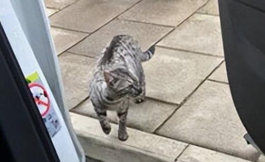 被流浪猫拦车,长得和自家猫很像,下车一看…TM就是我的 被流浪猫拦车,长得和自家猫很像,下车一看…TM就是我的