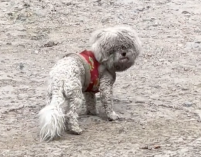 一只穿着衣服的比熊犬，在村子里流浪数月