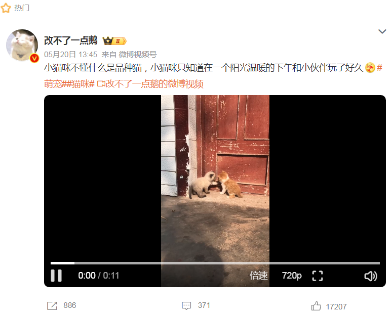小猫咪不懂什么是品种猫，它的快乐很简单