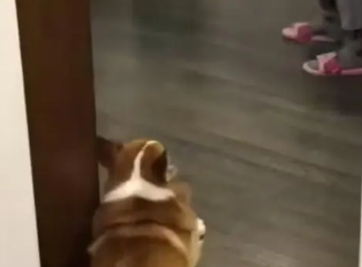 天生演员！主人脚伤走路瘸了，柯基学得惟妙惟肖