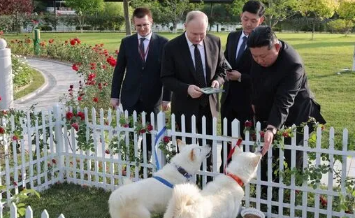 金正恩赠送普京一对丰山犬