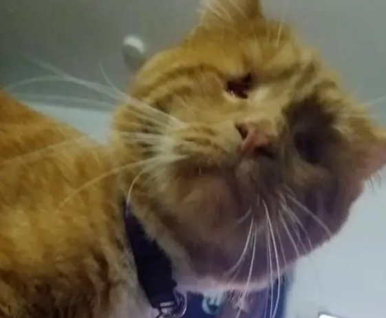 盲眼橘猫救了小流浪猫，小猫长大后留在橘猫身边，当它的“眼睛”