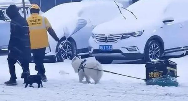 被迫营业！外卖小哥让狗狗雪地里拉外卖箱，网友：狗粮得靠自己赚
