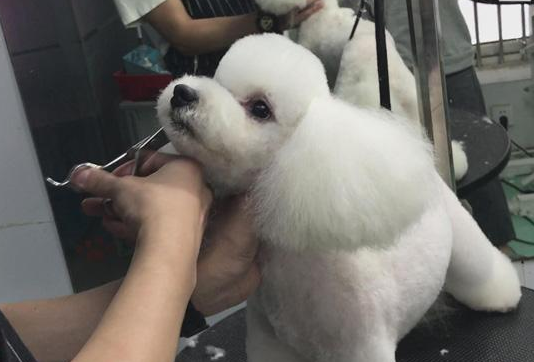 自己动手给宠物美容的操作大全