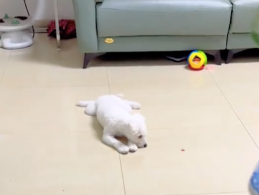 天热了给比熊剪去毛发，前后对比都认不出它了