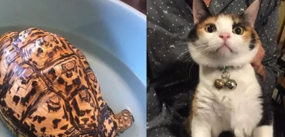 捡回一只小流浪猫，直接占了乌龟的窝，还把它当成坐骑