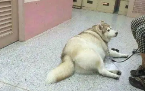 二哈寄养奶奶家，铲屎官去领狗时笑了