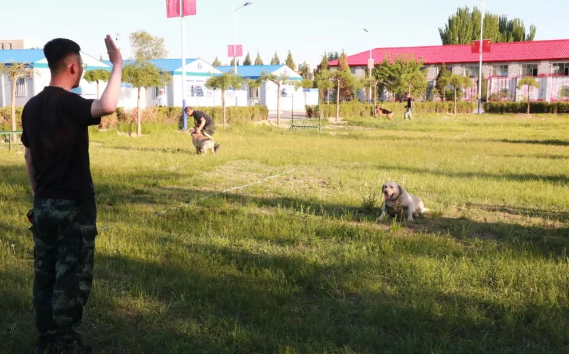 走进警犬基地，带您探访警中“汪汪队”