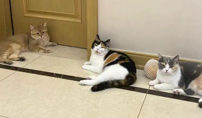 “我爸喝多了非说小猫咪招财，然后拉着全家人给猫磕头…”