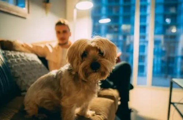 千亿宠物市场爆发，消费新需求点燃新商机