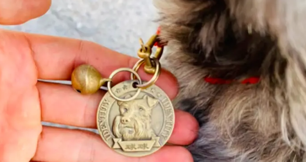 遇到一只雪纳瑞性格乖巧，幸好戴有联系方式的铭牌，顺利找回主人