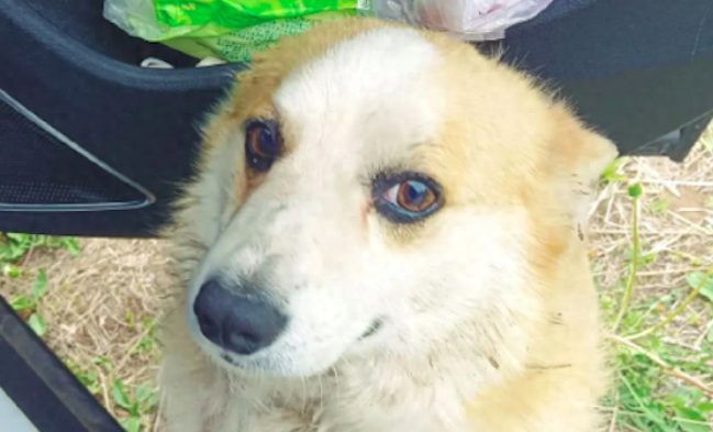 露营遇到流浪狗喂了食，第二天它竟走了15公里路跟来