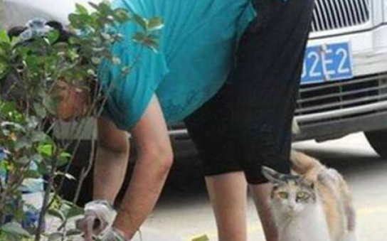 奶猫被人狠心摔死，猫妈伤心失去意识