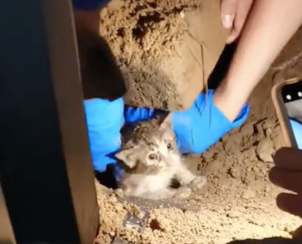 流浪狗拼命扒土爪子都流血了，大家才知道里面埋了只猫