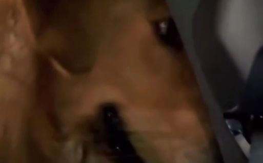 女子到达陌生城市，狗狗开启哨兵模式