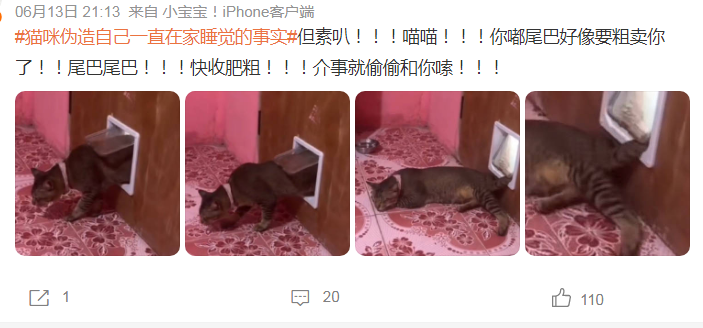 猫咪伪造自己一直在家睡觉的事实，令网友惊掉下巴