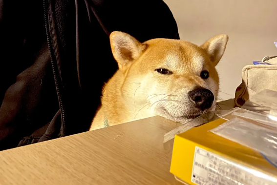 小主人和狗狗一起玩到睡着，这睡姿...可爱哭！