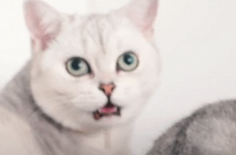 猫咪看到了什么,吓得猫粮都从嘴里掉出来,网友:看到主人卸妆了 猫咪看到了什么,吓得猫粮都从嘴里掉出来,网友:看到主人卸妆了