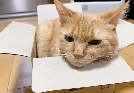 以为猫丢了，网友急到崩溃，结果...