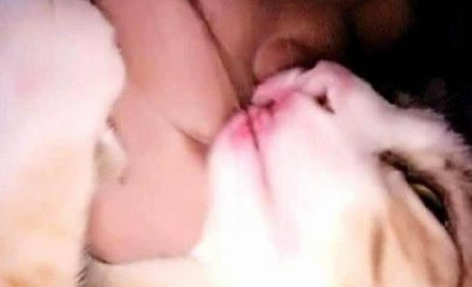 醉酒回家的女主，硬要抱猫咪睡觉，隔天一瞅笑到腿软