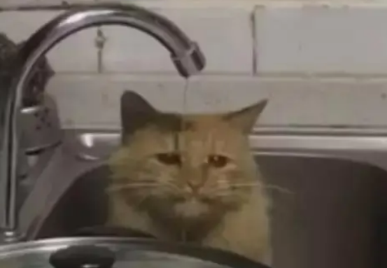 男子煮面吃，猫露出哀怨的脸，猫：你吃面，本喵喝水