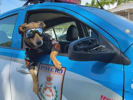 流浪狗子赖在警局混吃混喝，最后成功获得编制....