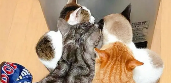流浪猫和孩子打好关系，成功被收养，成了小主人专属“小保姆”