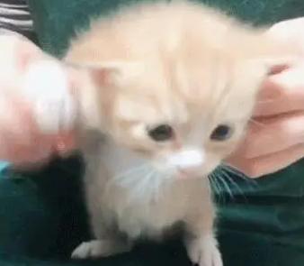 主人带小奶猫录视频，猫咪上前直接叼走：我的孩子是你能玩的吗