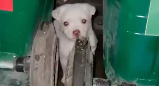 出差偶遇只垃圾桶旁的小狗，从此命运改变，短短一年走向狗生巅峰