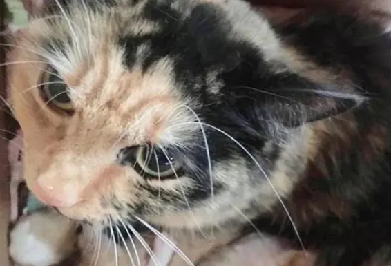 雨天发现纸箱，打开是一窝猫咪，被女子收养