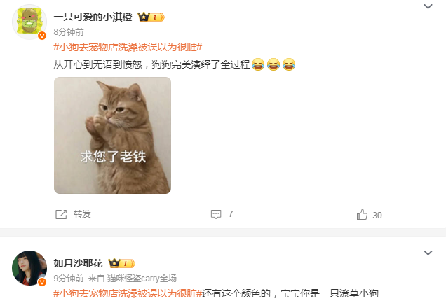 小狗去宠物店洗澡被误以为很脏，没想到就是这个色