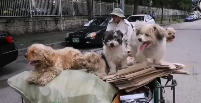 5只流浪狗被捡荒者收养，出门总对路人微笑