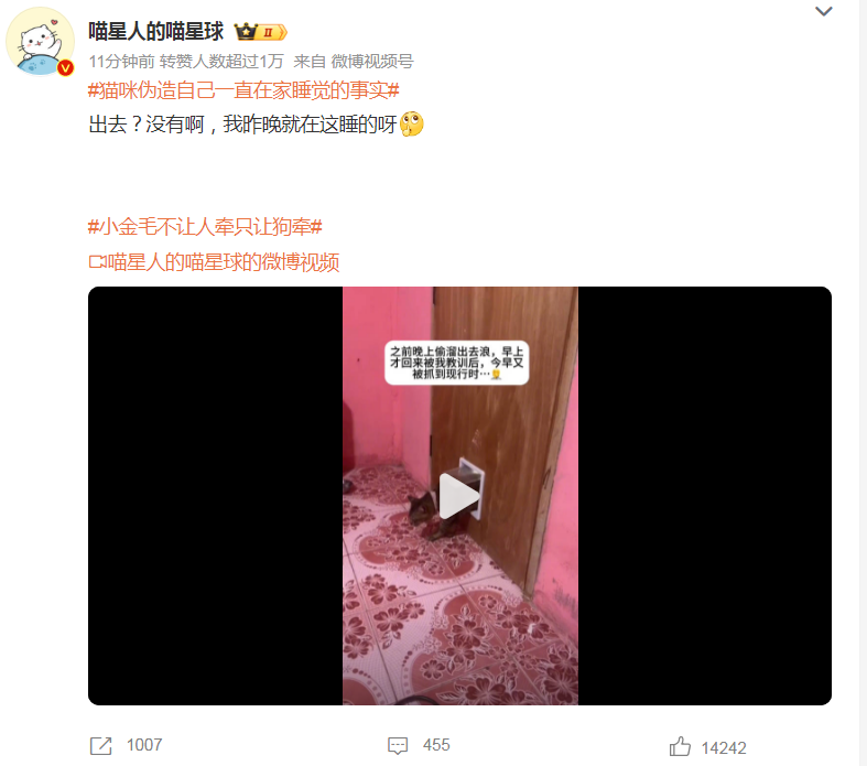 猫咪伪造自己一直在家睡觉的事实，令网友惊掉下巴