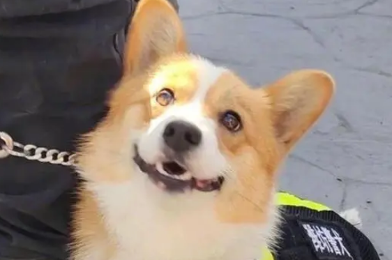 小短腿柯基凭实力成为警犬“考上山东公务员”