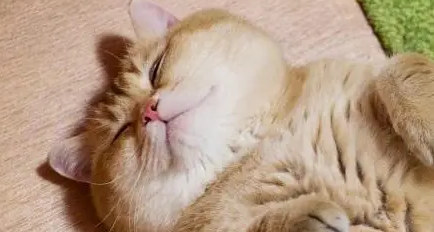 橘猫给自己找到“黄金项链”，主人凑近后，吓得头皮都发麻了