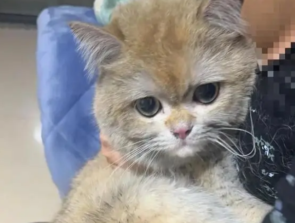 四川最牛批的猫咪，它把家炸了，成功把自己的身价提升到10万！