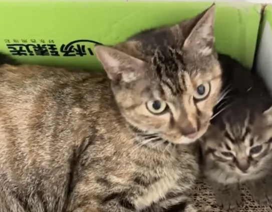 网友投喂流浪猫一周，喜获七个葫芦娃~