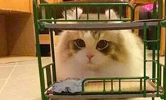 给猫咪买的床尺寸小了，猫咪和铲屎官见到后，“两脸懵逼”