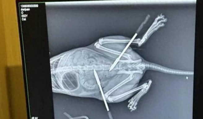 成都一小区流浪猫频遭弓弩射杀？涉事嫌疑人已被民警抓获