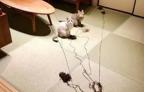 回家看到一地毛线，两只猫咪用表情在说话