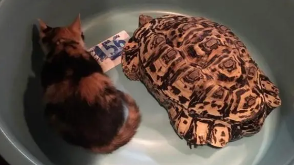 im捡回一只小流浪猫，直接占了乌龟的窝，还把它当成坐骑