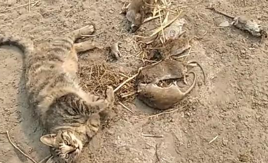 狸花猫抓了一堆老鼠,它吃饱了就睡觉,网友:真会享受啊 狸花猫抓了一堆老鼠,它吃饱了就睡觉,网友:真会享受啊