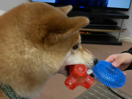 小主人和狗狗一起玩到睡着，这睡姿...可爱哭！