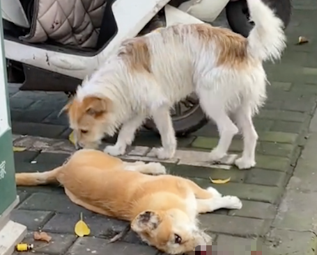 狗狗出车祸死去了，同伴守在旁边久久不愿离开！
