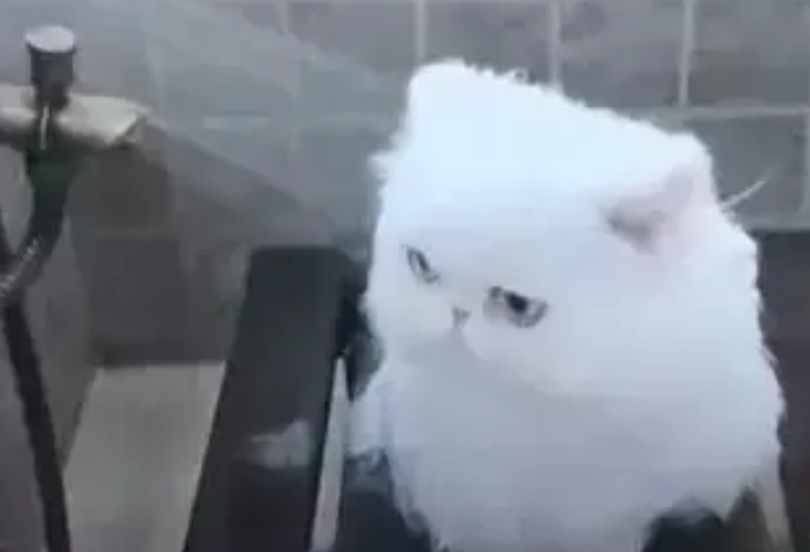 小猫咪第一次洗澡,乖得跟个假猫似的,网友羡慕:这也太听话了吧 小猫咪第一次洗澡,乖得跟个假猫似的,网友羡慕:这也太听话了吧