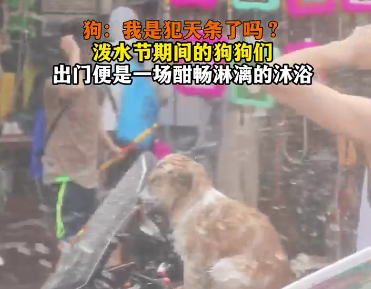 泼水节的狗子与那些缺乏边界感的人类