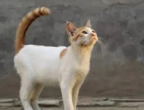 奶奶十年如一日的喂流浪猫,不仅家里没有蚊蛇鼠蚁,身体也变好了 奶奶十年如一日的喂流浪猫,不仅家里没有蚊蛇鼠蚁,身体也变好了