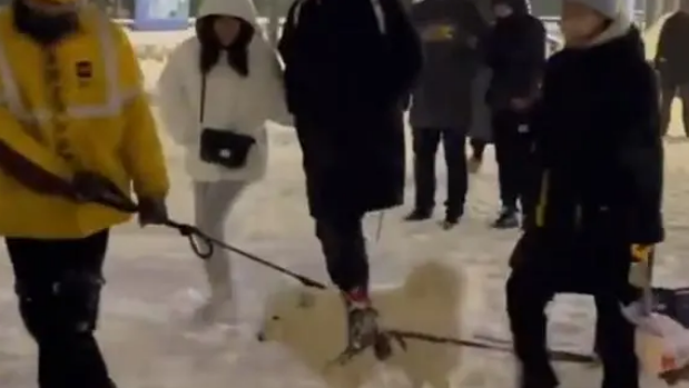 被迫营业！外卖小哥让狗狗雪地里拉外卖箱，网友：狗粮得靠自己赚